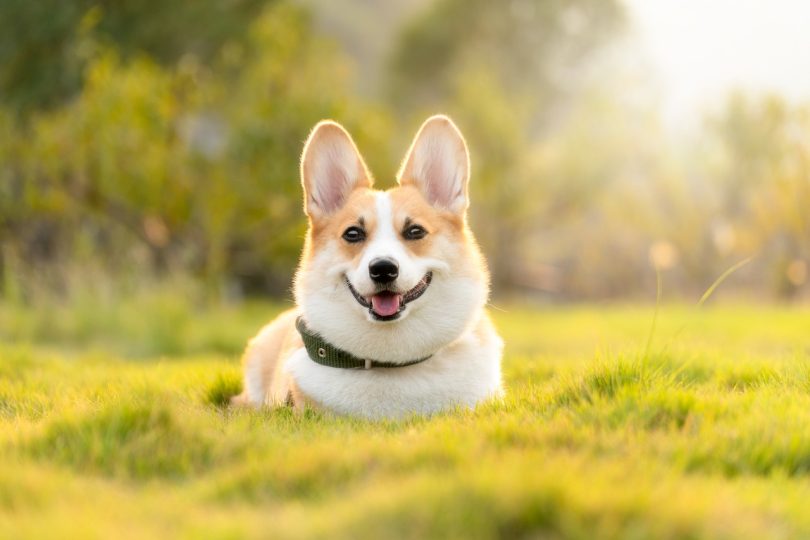 L'importance d'une alimentation personnalisée selon l'âge des chiens et des chats