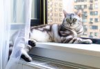 Adopter un chat American Shorthair en ville