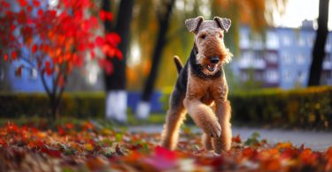 Airedale Terrier: secrets d'une éducation réussie