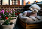 Bichon Frisé en ville: secrets d'entretien 🐾