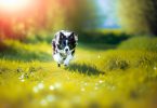 Border Collie: secrets pour une éducation réussie