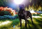 Cane Corso: secrets d'un chien loyal et protecteur