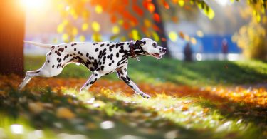 Dalmatien : secrets de soins et d'exercice révélés