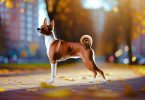 Découvrez le Basenji: un chien unique et silencieux