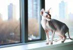 Découvrez le secret du chat Peterbald 🐾