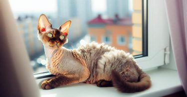 Devon Rex: secrets pour un chat heureux 💡