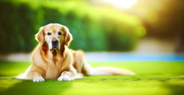 Golden Retriever: secrets d'une vie harmonieuse 🐾