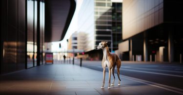 Greyhound chien: secrets d'adoption en ville 🐾