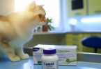 Lysine chats: secrets pour une santé optimale 🐾