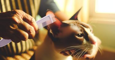 Puces chat: solutions sûres et expertes🐾