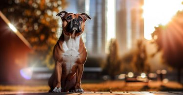 Secrets d'un American Staffordshire Terrier heureux