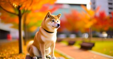 Shiba Inu urbain : secrets d'un compagnon heureux